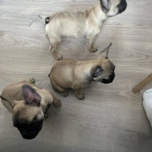 Francuski buldog štenci