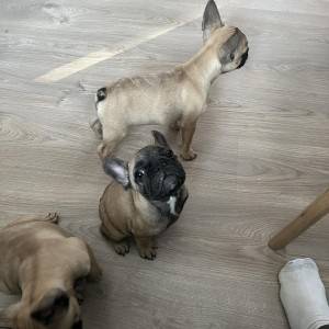 Francuski buldog štenci