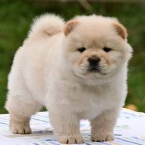 Chow Chow Cau Cau Čau Čau