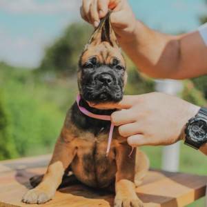 Cane Corso VRHUNSKI štenci