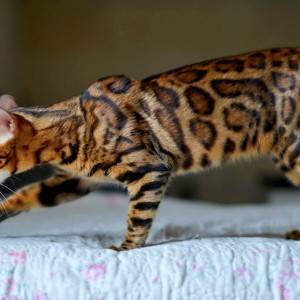 Bengalski Macici