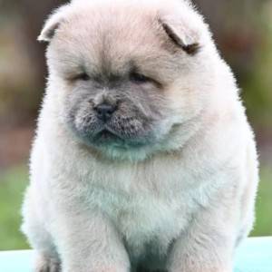 Chow Chow Cau Cau Čau Čau
