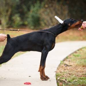 Doberman štenci na prodaju