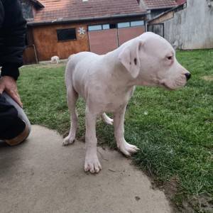Dogo Argentino štenci