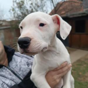 Dogo Argentino štenci