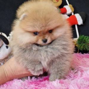 Pomeranac prelepi štenci