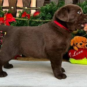 Labrador retriver čokoladni štenci na prodaju