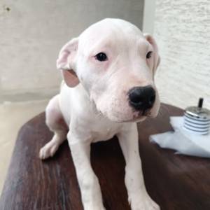 Dogo Argentino štenci