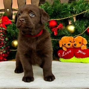 Labrador retriver čokoladni štenci na prodaju