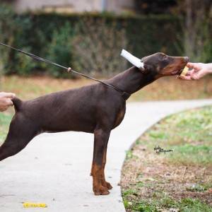 Doberman štenci na prodaju