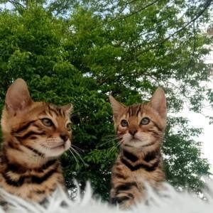 Bengalska mačka - bengalski mačići
