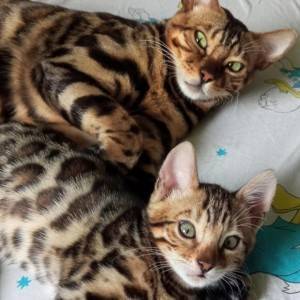 Bengalska mačka - bengalski mačići