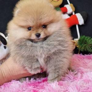 Pomeranac prelepi štenci