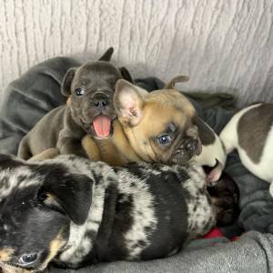 Francuski Buldog stenci egzoticnih boja