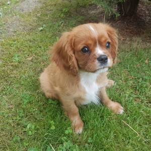 CAVALIER KING CHARLES ŠPANIEL štenci, moguća dostava, pomoć u odgoju i školovanju