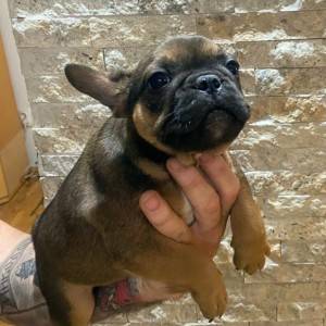 Francuski Buldog muški štenci
