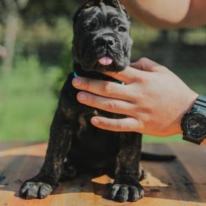 Cane Corso štenci