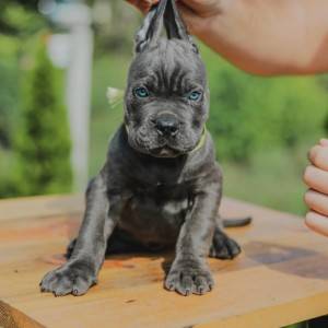 Cane Corso štenci