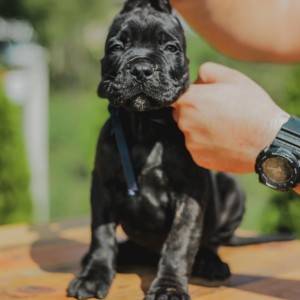 Cane Corso štenci
