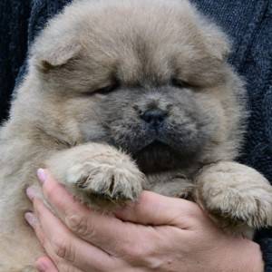 Chow Chow Cau Cau Čau Čau
