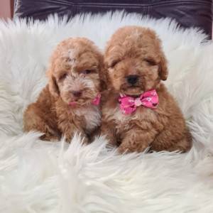 Labradoodle prelepi štenci