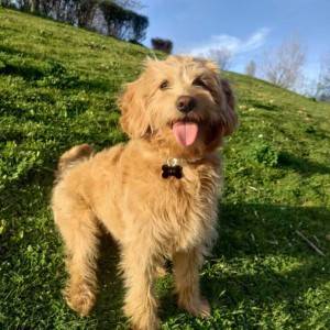 Labradoodle prelepi štenci