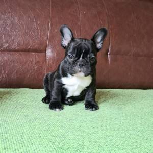 Francuski Buldog PRELEPI štenci