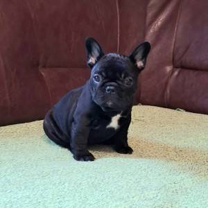 Francuski Buldog PRELEPI štenci