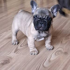 Francuski Buldog PRELEPI štenci