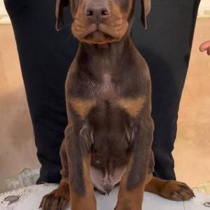 Doberman stenci