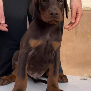Doberman stenci