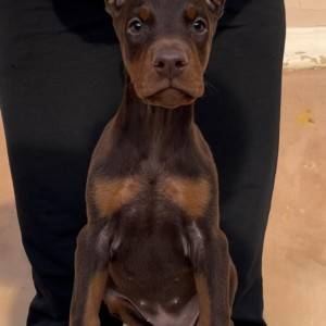 Doberman stenci