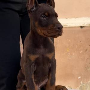 Doberman stenci