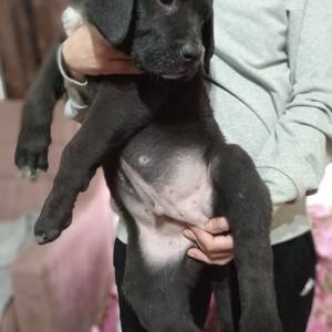 Bandog stenci na prodaju