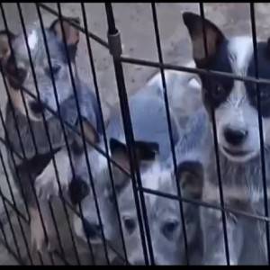 Australian Cattle Dog (Australijski govedar) štenci