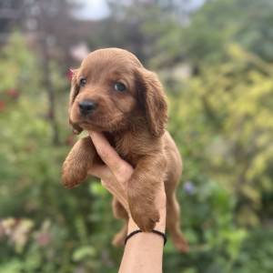 Cockapoo štenci