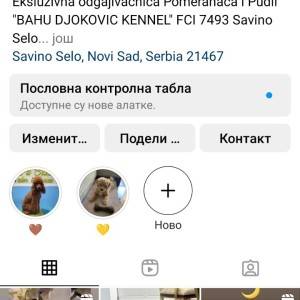 Cockapoo štenci