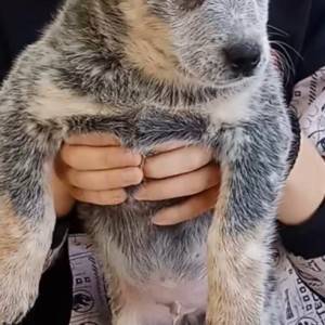 Australian Cattle Dog (Australijski govedar) štenci