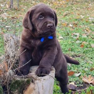 Labrador retriver čokoladni štenci