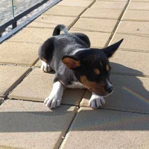 Basenji stenci