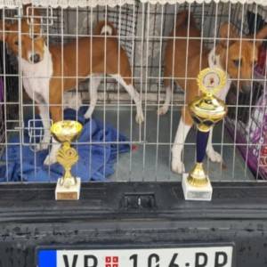 Basenji stenci