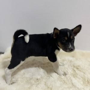 Basenji stenci