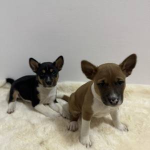 Basenji stenci