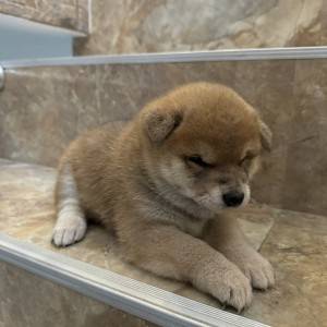Shiba Inu stenci