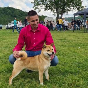Shiba Inu stenci