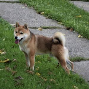 Shiba Inu stenci