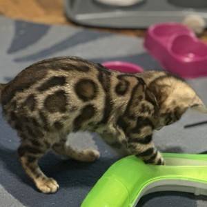 Bengalski macici na prodaju