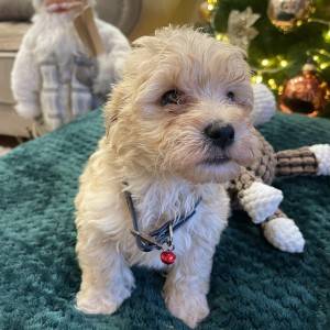 Maltipoo prelepi stenci + POKLON
