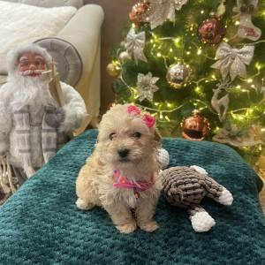 Maltipoo prelepi stenci + POKLON