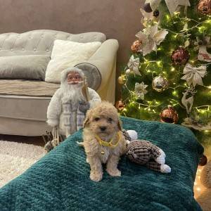 Maltipoo prelepi stenci + POKLON